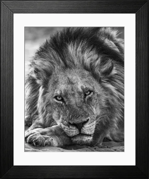 Framed Print : Lion, Chobe River, Chobe National Park, Botswana Framed Print : Lion, Chobe River, Chobe National Park, Botswana