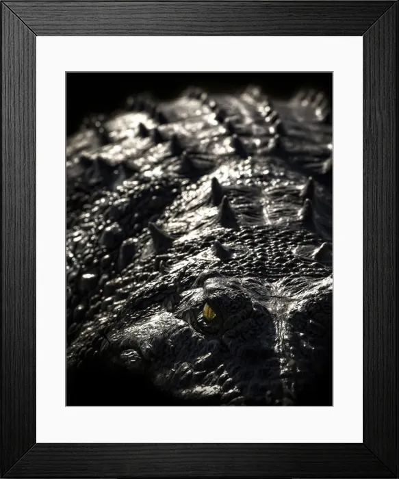 Framed Print : Nile Crocodile, Chobe River, Chobe National Park, Botswana