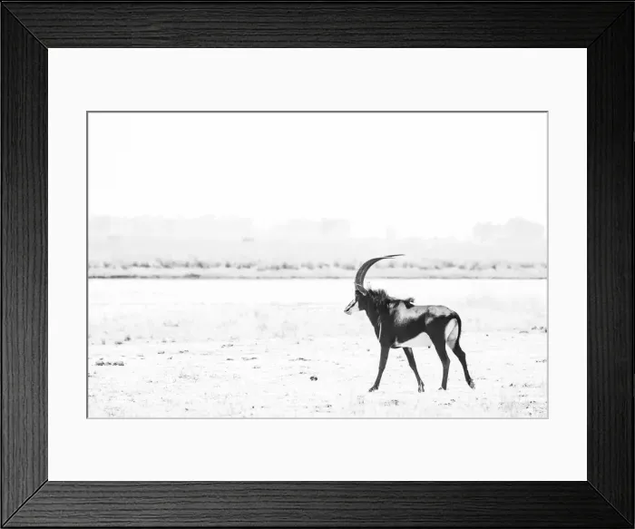 Framed Print : Sable, Chobe River, Chobe National Park, Botswana Framed Print : Sable, Chobe River, Chobe National Park, Botswana