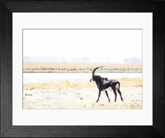 Framed Print : Sable, Chobe River, Chobe National Park, Botswana Framed Print : Sable, Chobe River, Chobe National Park, Botswana
