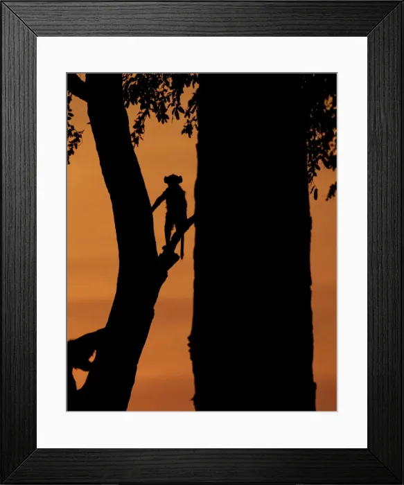 Framed Print : Young Chacma Baboon silhouette, Chobe River, Chobe National Park, Botswana