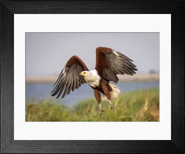 Framed Print : African Fish Eagle, Chobe River, Chobe National Park, Botswana Framed Print : African Fish Eagle, Chobe River, Chobe National Park, Botswana