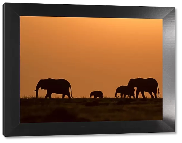 Elephant silhouettes, Chobe River, Chobe National Park, Botswana