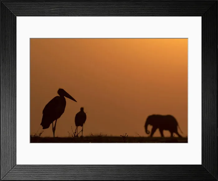 Framed Print : Elephant and Marabou Stork silhouettes, Chobe River, Chobe National Park, Botswana Framed Print : Elephant and Marabou Stork silhouettes, Chobe River, Chobe National Park, Botswana