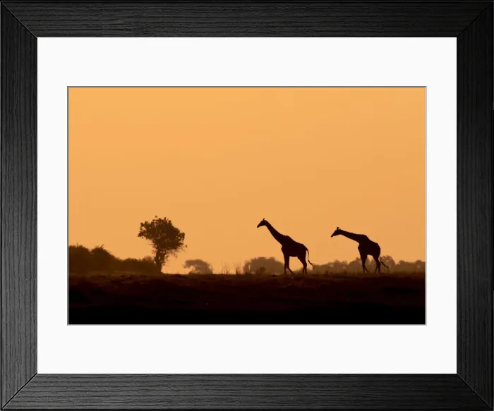 Framed Print : Giraffe silhouettes, Chobe River, Chobe National Park, Botswana Framed Print : Giraffe silhouettes, Chobe River, Chobe National Park, Botswana