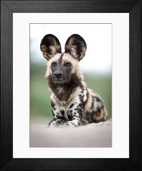 Framed Print : Male African Wild Dog, Central Kalahari Game Reserve, Kalahari Desert, Botswana Framed Print : Male African Wild Dog, Central Kalahari Game Reserve, Kalahari Desert, Botswana