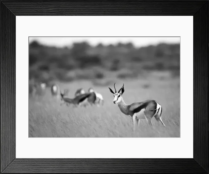 Framed Print : Springbok, Deception Valley, Central Kalahari Game Reserve, Kalahari Desert, Botswana Framed Print : Springbok, Deception Valley, Central Kalahari Game Reserve, Kalahari Desert, Botswana