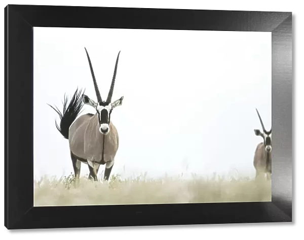 Oryx, Deception Valley, Central Kalahari Game Reserve, Kalahari Desert, Botswana