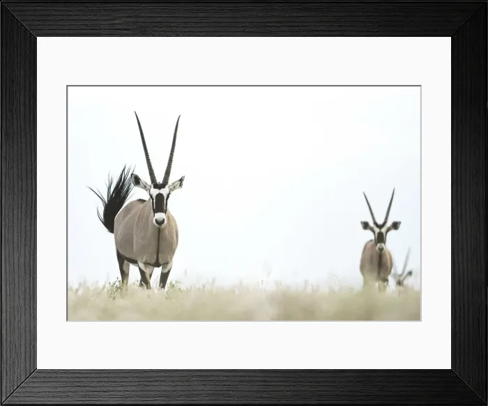 Framed Print : Oryx, Deception Valley, Central Kalahari Game Reserve, Kalahari Desert, Botswana