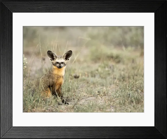 Framed Print : Bat Eared Fox, Deception Valley, Central Kalahari Game Reserve, Kalahari Desert, Botswana Framed Print : Bat Eared Fox, Deception Valley, Central Kalahari Game Reserve, Kalahari Desert, Botswana
