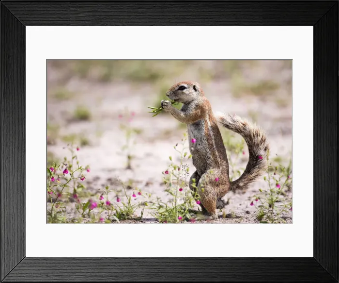 Framed Print : Ground Squirrel foraging on small pink flowers, Deception Valley