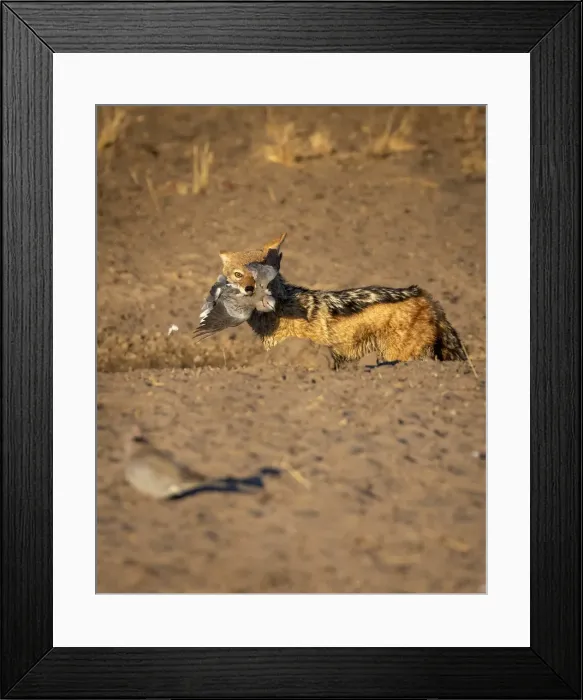 Framed Print : Black Backed Jackal with Dove kill, Kalahari Desert, Botswana Framed Print : Black Backed Jackal with Dove kill, Kalahari Desert, Botswana