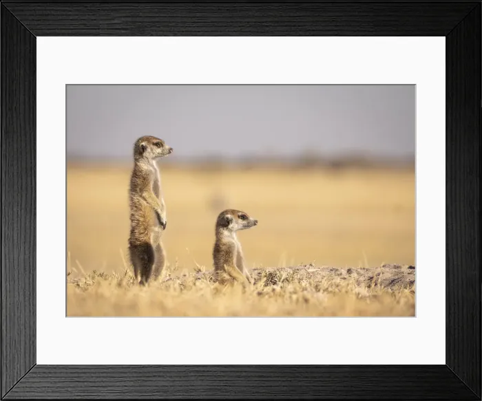 Framed Print : Meerkats, Makgadikgadi Salt Pans, Botswana Framed Print : Meerkats, Makgadikgadi Salt Pans, Botswana