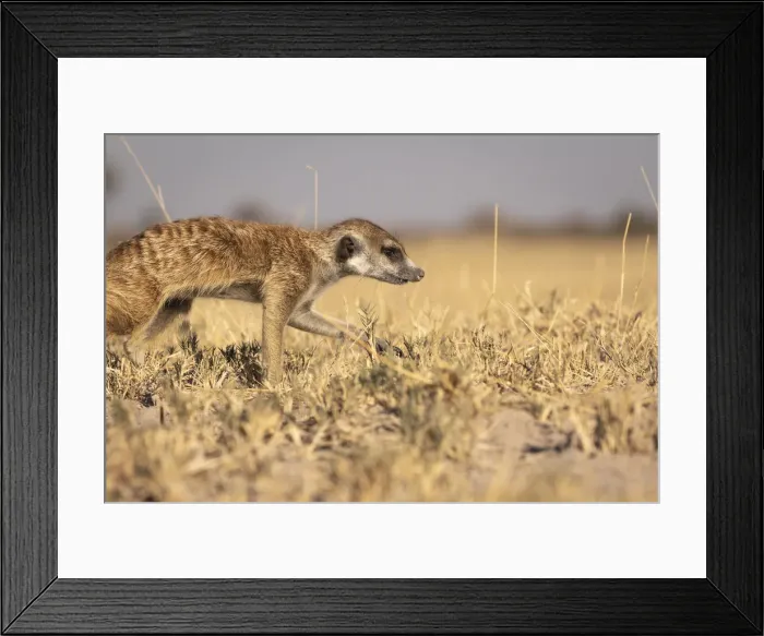 Framed Print : Meerkat, Makgadikgadi Salt Pans, Botswana Framed Print : Meerkat, Makgadikgadi Salt Pans, Botswana