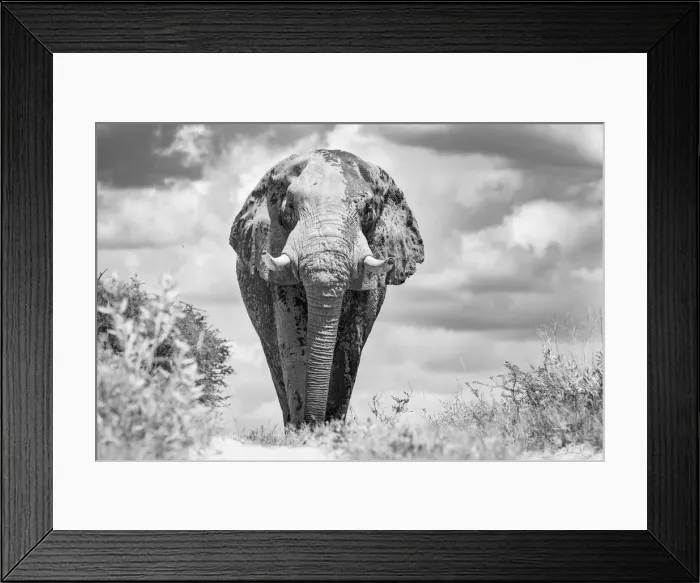 Framed Print : Elephant bull, Baines Baobabs, Nxai Pan National Park, Botswana Framed Print : Elephant bull, Baines Baobabs, Nxai Pan National Park, Botswana