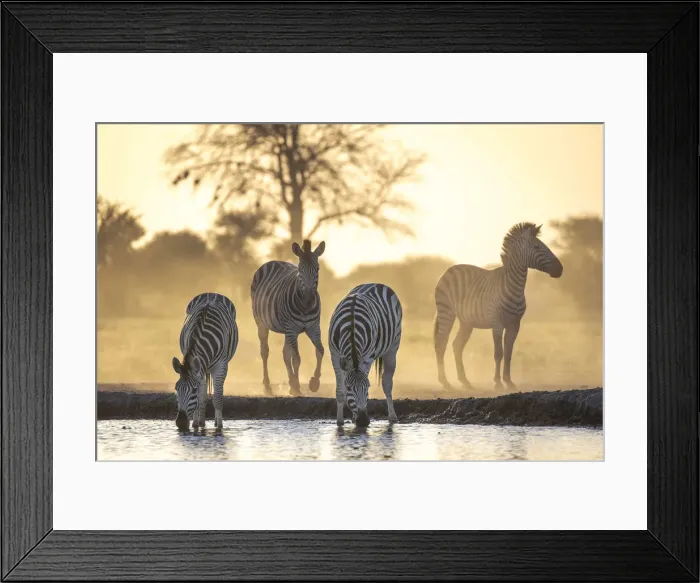 Framed Print : Drinking Zebra, Nxai Pan National Park, Botswana Framed Print : Drinking Zebra, Nxai Pan National Park, Botswana