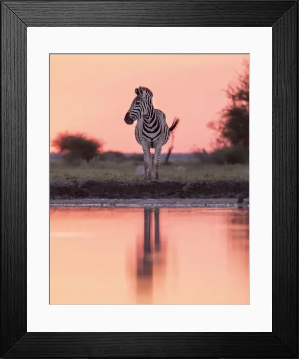 Framed Print : Zebra, Nxai Pan National Park, Botswana Framed Print : Zebra, Nxai Pan National Park, Botswana