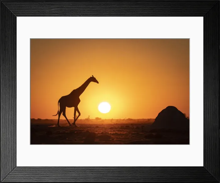 Framed Print : Giraffe sunset silhouette, Nxai Pan National Park, Botswana Framed Print : Giraffe sunset silhouette, Nxai Pan National Park, Botswana