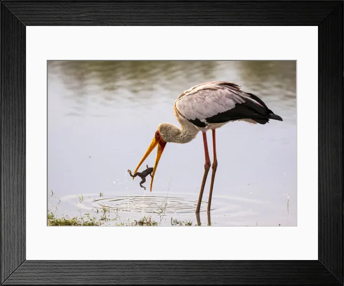 Framed Print : Yellow Billed Stork with frog catch, Okavango Delta, Botswana Framed Print : Yellow Billed Stork with frog catch, Okavango Delta, Botswana