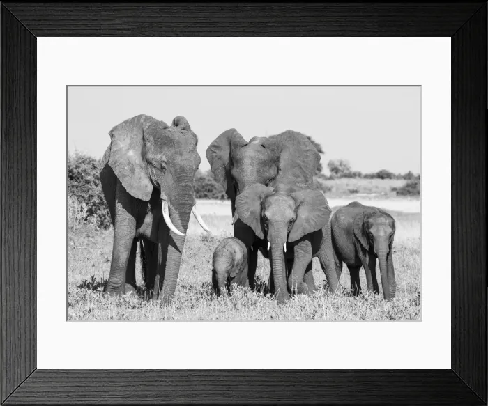Framed Print : Elephant family, Okavango Delta, Botswana Framed Print : Elephant family, Okavango Delta, Botswana