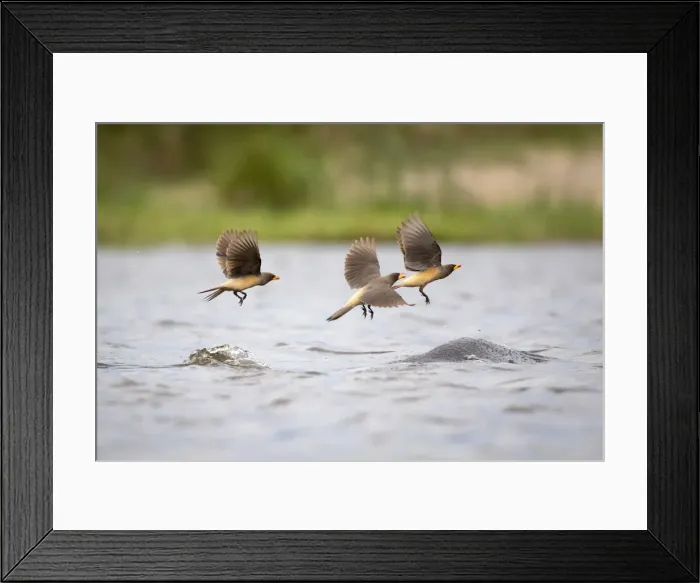 Framed Print : Yellow Billed Oxpeckers, Moremi Game Reserve, Okavango Delta, Botswana Framed Print : Yellow Billed Oxpeckers, Moremi Game Reserve, Okavango Delta, Botswana