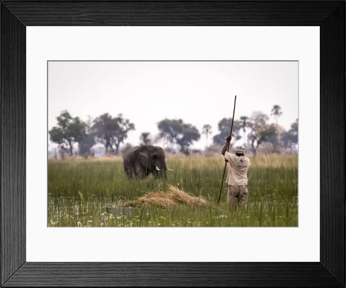 Framed Print : A traditional Mokoro poler travelling through reeds with an Elephant in the background Framed Print : A traditional Mokoro poler travelling through reeds with an Elephant in the background