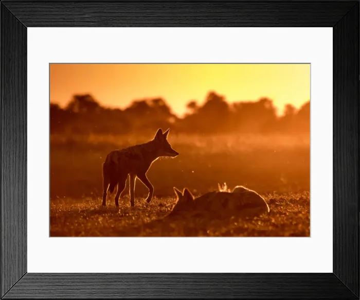 Framed Print : A pair of Black-backed Jackal in golden light, Okavango Delta, Botswana Framed Print : A pair of Black-backed Jackal in golden light, Okavango Delta, Botswana