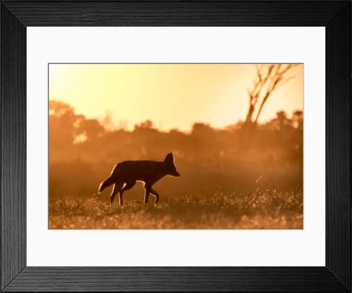 Framed Print : A Black-backed Jackal silhouette in golden light, Okavango Delta, Botswana Framed Print : A Black-backed Jackal silhouette in golden light, Okavango Delta, Botswana