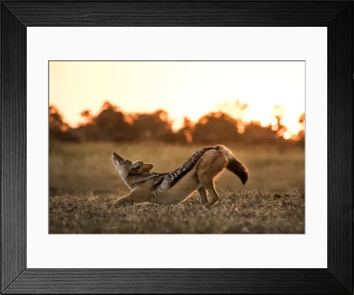 Framed Print : A Black-backed Jackal stretching, Okavango Delta, Botswana Framed Print : A Black-backed Jackal stretching, Okavango Delta, Botswana