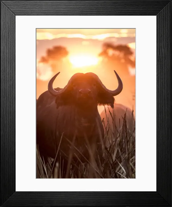 Framed Print : A Cape Buffalo portrait in golden light, Okavango Delta, Botswana Framed Print : A Cape Buffalo portrait in golden light, Okavango Delta, Botswana