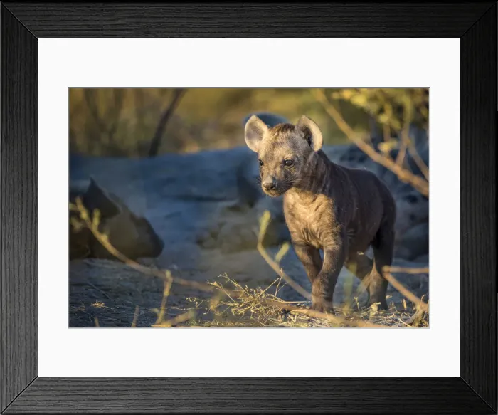 Framed Print : A curious Spotted Hyena pup near its den, Okavango Delta, Botswana