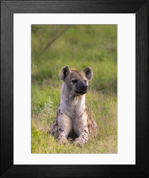 Framed Print : Spotted Hyena, Okavango Delta, Moremi Game Reserve, Botswana