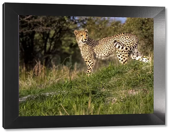 Young Cheetah, Okavango Delta, Moremi Game Reserve, Botswana