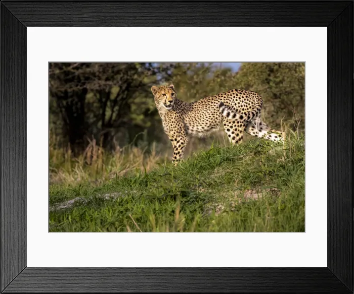 Framed Print : Young Cheetah, Okavango Delta, Moremi Game Reserve, Botswana Framed Print : Young Cheetah, Okavango Delta, Moremi Game Reserve, Botswana