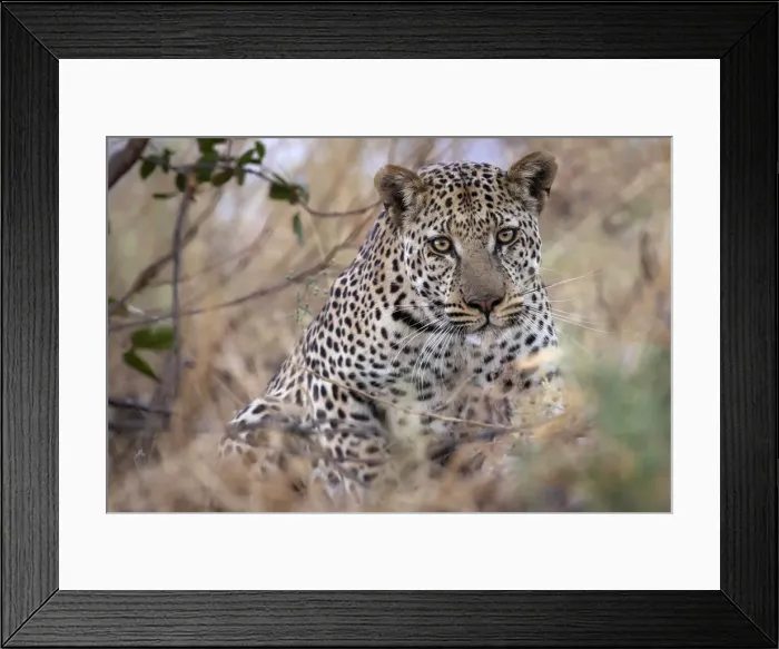 Framed Print : Large male Leopard, Okavango Delta, Botswana