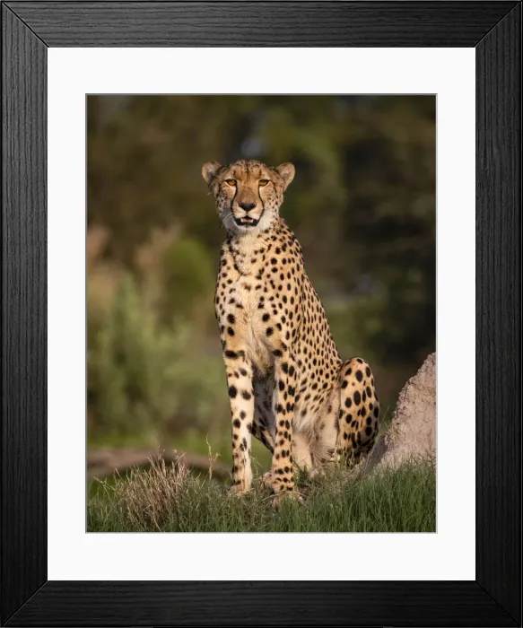 Framed Print : Cheetah, Okavango Delta, Moremi Game Reserve, Botswana Framed Print : Cheetah, Okavango Delta, Moremi Game Reserve, Botswana