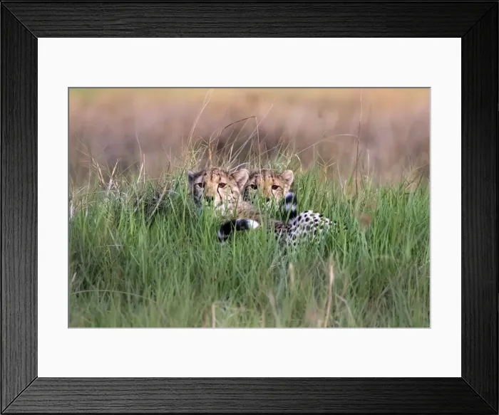 Framed Print : Cheetah cubs in grass, Okavango Delta, Moremi Game Reserve, Botswana Framed Print : Cheetah cubs in grass, Okavango Delta, Moremi Game Reserve, Botswana