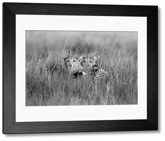 Framed Print : Cheetah cubs in grass, Okavango Delta, Moremi Game Reserve, Botswana Framed Print : Cheetah cubs in grass, Okavango Delta, Moremi Game Reserve, Botswana