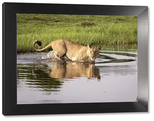 Lion crossing water, Okavango Delta, Botswana