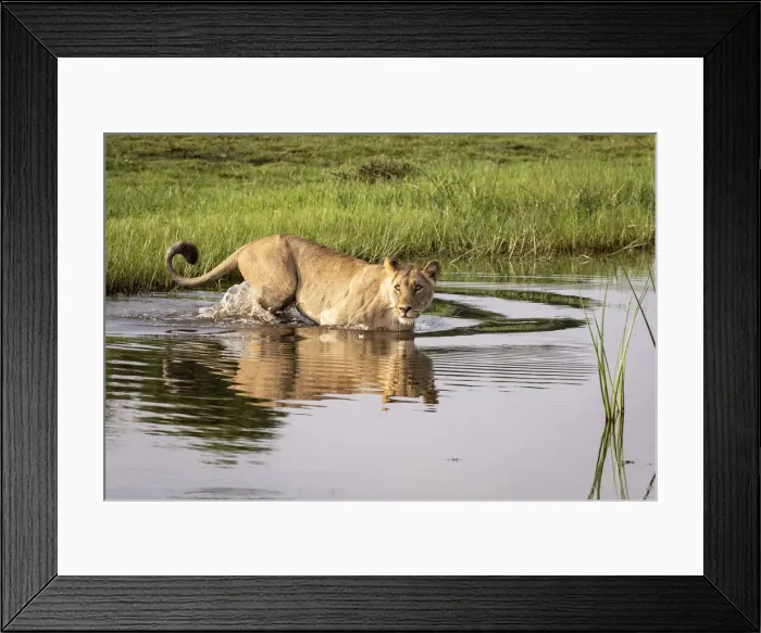 Framed Print : Lion crossing water, Okavango Delta, Botswana Framed Print : Lion crossing water, Okavango Delta, Botswana