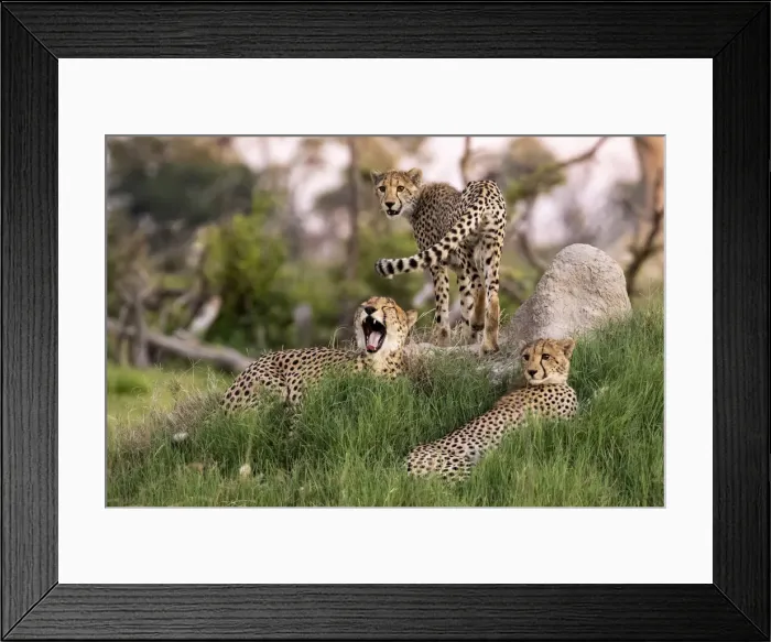 Framed Print : Cheetah family, Okavango Delta, Moremi Game Reserve, Botswana Framed Print : Cheetah family, Okavango Delta, Moremi Game Reserve, Botswana