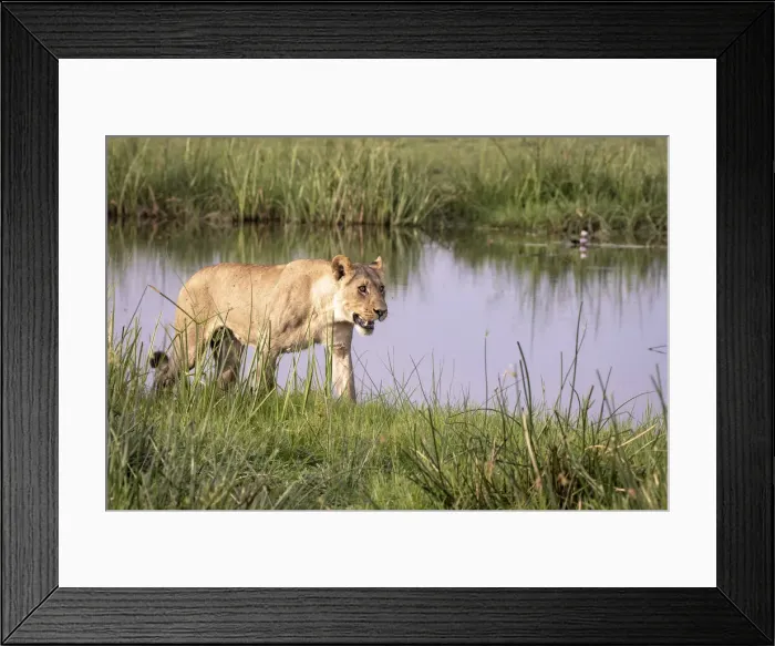 Framed Print : Lion walking, Okavango Delta, Botswana Framed Print : Lion walking, Okavango Delta, Botswana