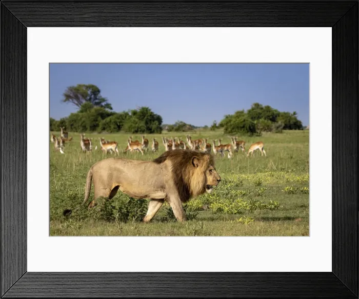 Framed Print : Male Lion walking with Red Lechwe in the background, Okavango Delta, Botswana
