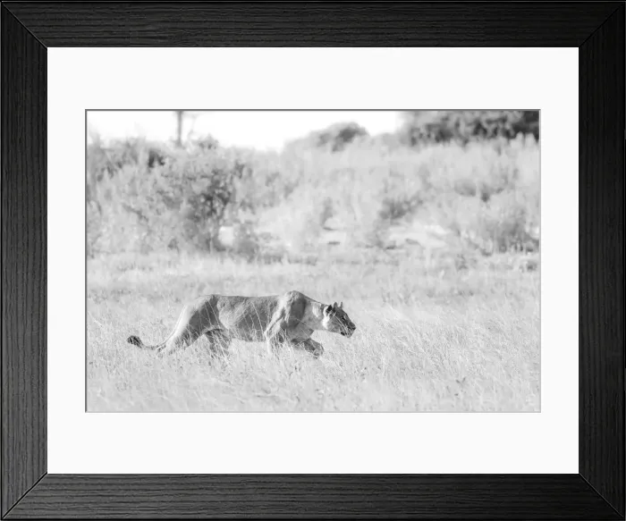 Framed Print : Lioness stalking, Okavango Delta, Botswana Framed Print : Lioness stalking, Okavango Delta, Botswana