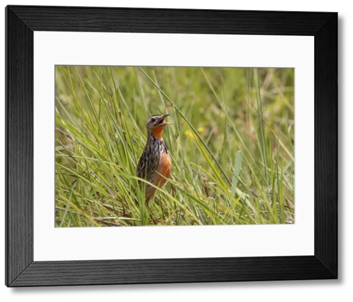 Framed Print : Rosy Throated Longclaw, Okavango Delta, Botswana Framed Print : Rosy Throated Longclaw, Okavango Delta, Botswana