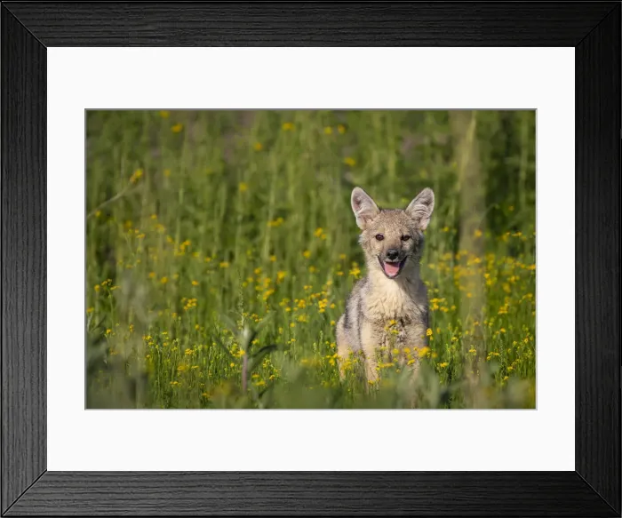 Framed Print : Side-striped Jackal, Okavango Delta, Botswana Framed Print : Side-striped Jackal, Okavango Delta, Botswana