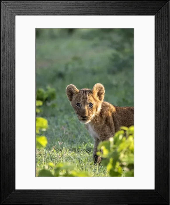 Framed Print : Curious Lion cub, Okavango Delta, Botswana Framed Print : Curious Lion cub, Okavango Delta, Botswana