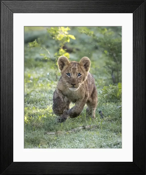 Framed Print : Playful Lion cub, Okavango Delta, Botswana Framed Print : Playful Lion cub, Okavango Delta, Botswana