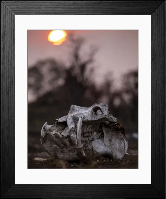 Framed Print : Hippo skull, Moremi Game Reserve, Okavango Delta, Botswana Framed Print : Hippo skull, Moremi Game Reserve, Okavango Delta, Botswana