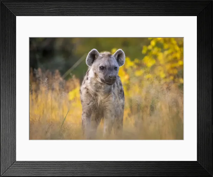 Framed Print : Spotted Hyena, Moremi Game Reserve, Okavango Delta, Botswana Framed Print : Spotted Hyena, Moremi Game Reserve, Okavango Delta, Botswana